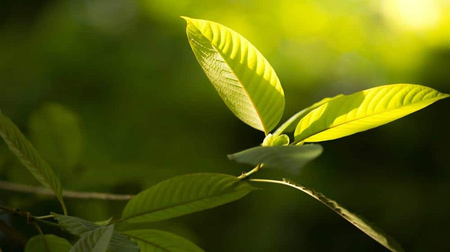 Leaves of kratom against the blue sky|