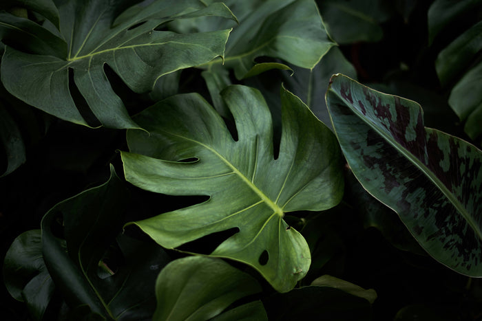 A close-up image of leaves