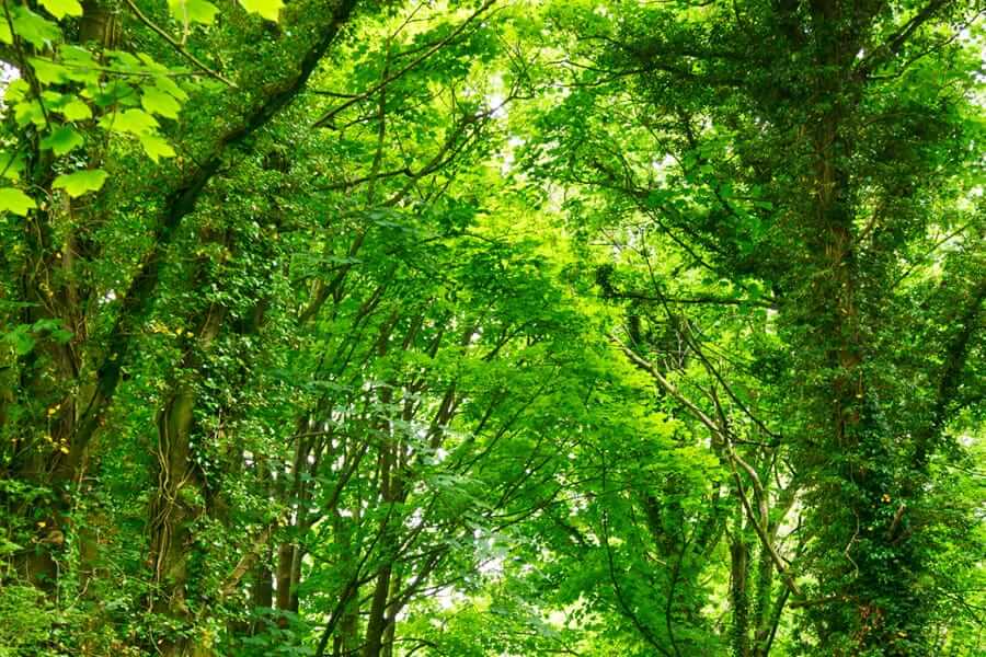 green healthy jungle|Go Green|green healthy jungle