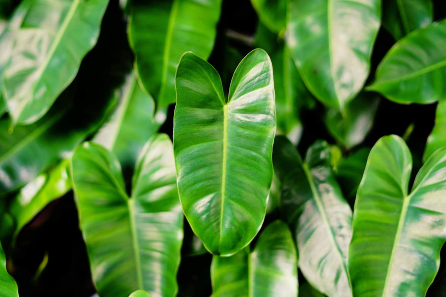 A close-up image of green leaves