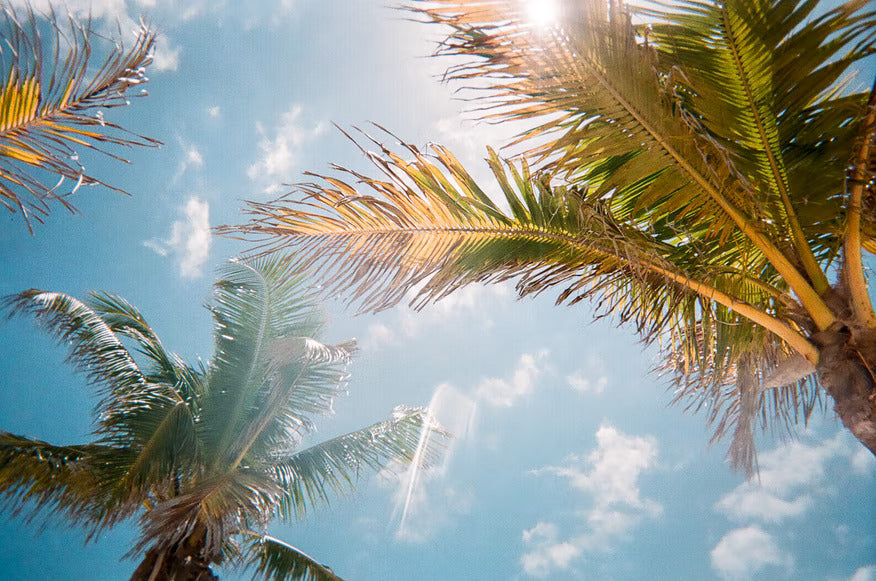 Florida palm trees against a blue sunny sky|Red and white Florida state flag|Red and white Florida state flag