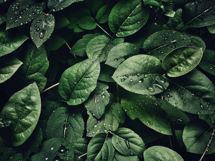 7OH vs. Kratom: The Full Picture