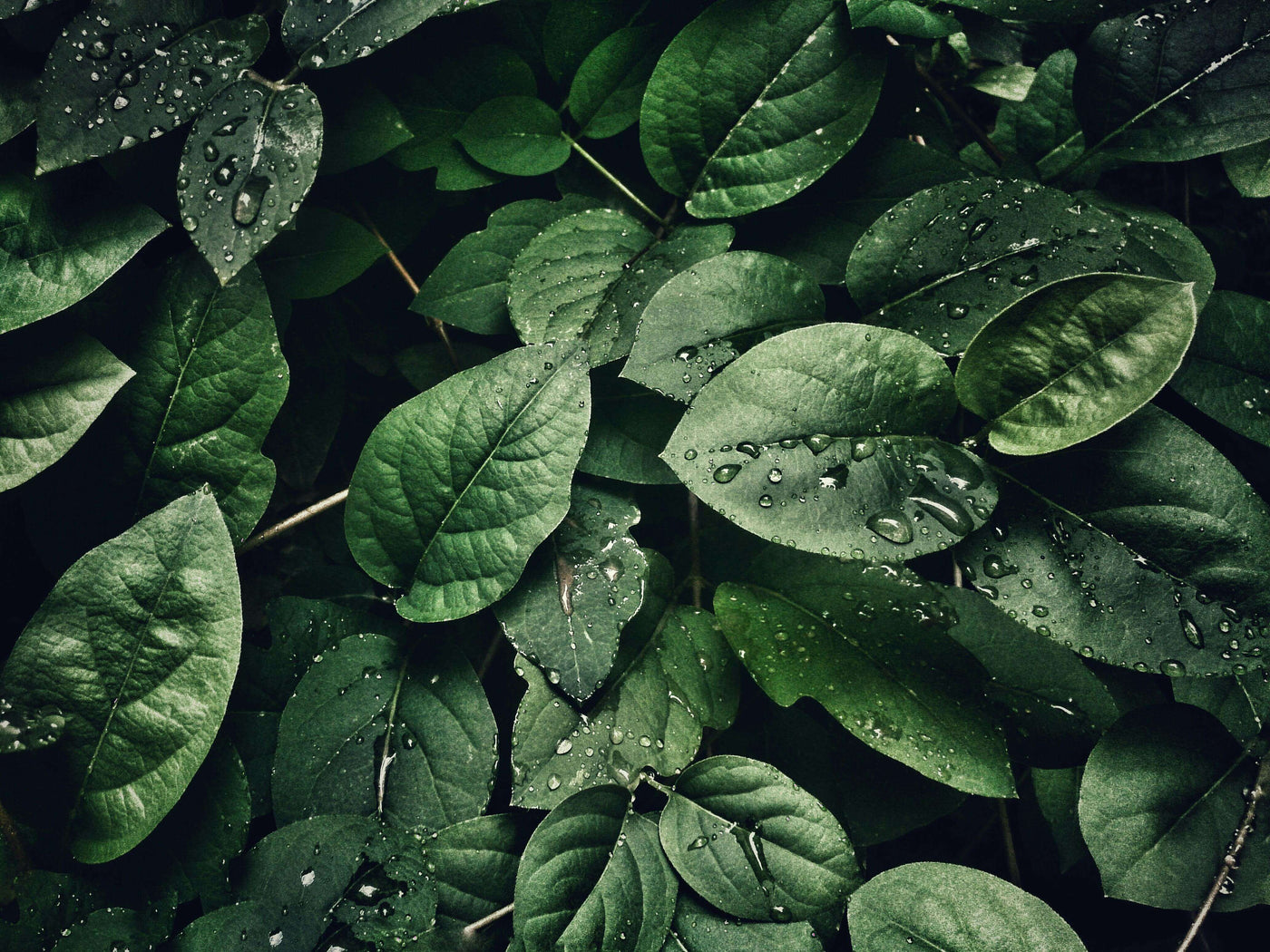 A group of dew covered kratom leaves in their natural environment.
