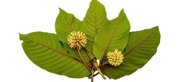 Red vein kratom leaves|5 red vein kratom leaves with two flowers|a close up look at red vein kratom plant