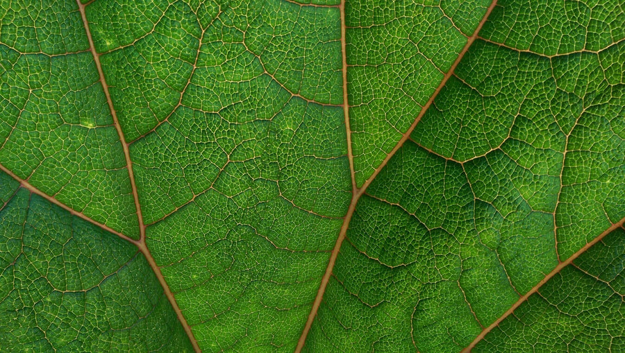 Close-up of kratom leaf veins|Green kratom powder in a white bowl
