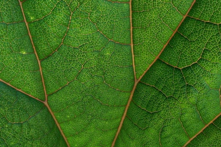 Close-up kratom leaf