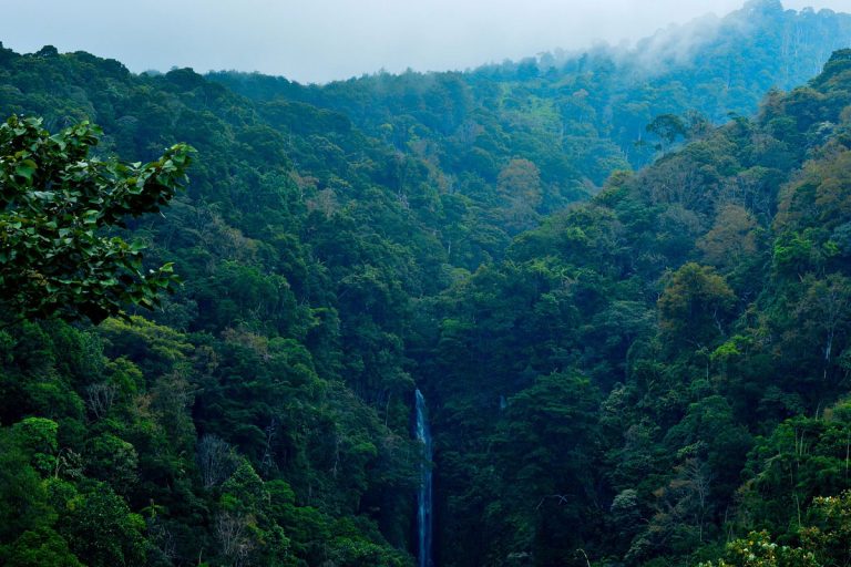 Kratom growing region