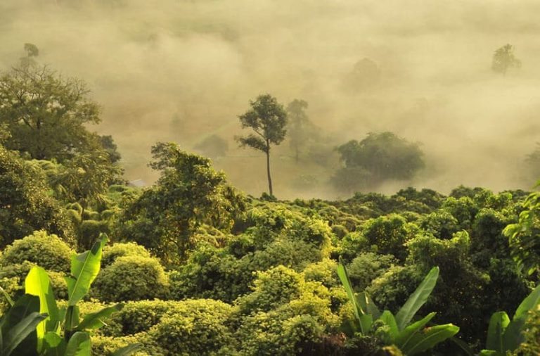 Photo of a lush rainforest