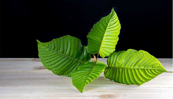 Green kratom leaves on a wood table