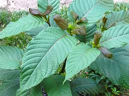 a close up look at kratom leaves