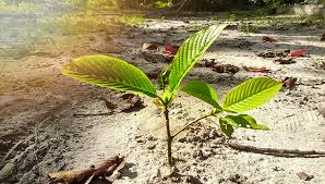 Young kratom shoots in the ground.