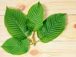 Kratom leaves on a wood table