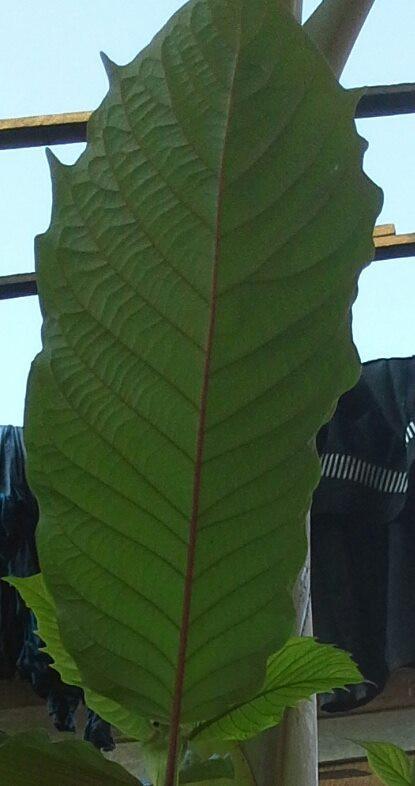 a close up look at the kratom horned leaf