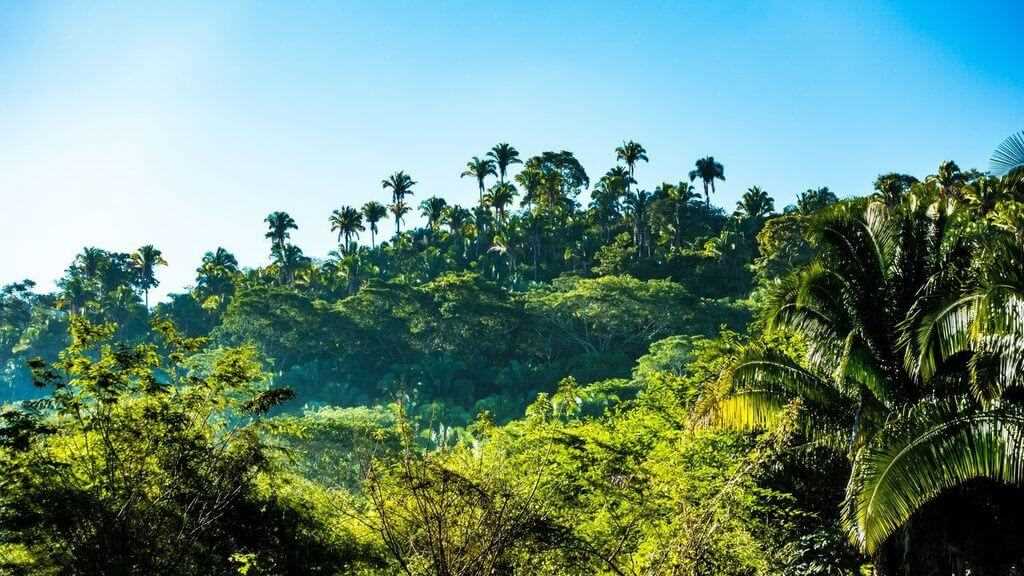 A view of kratom forest