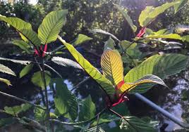 Sun shining on the leaves of a kratom plant