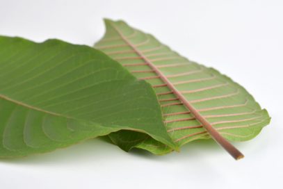 Horned Kratom Leaf
