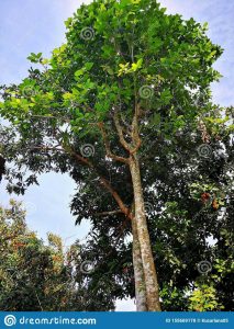 A Large Kratom Tree