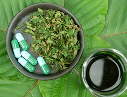 kratom is being studied for its medicinal potential