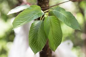 Leaves of a Kratom tree