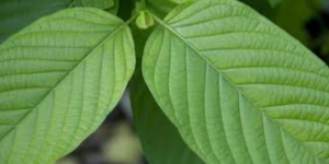 Close-up of two green vein kratom leaves