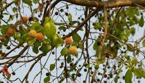 Close-up of a kratom tree in blossom