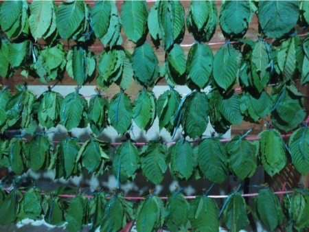 Drying kratom leaves before using them