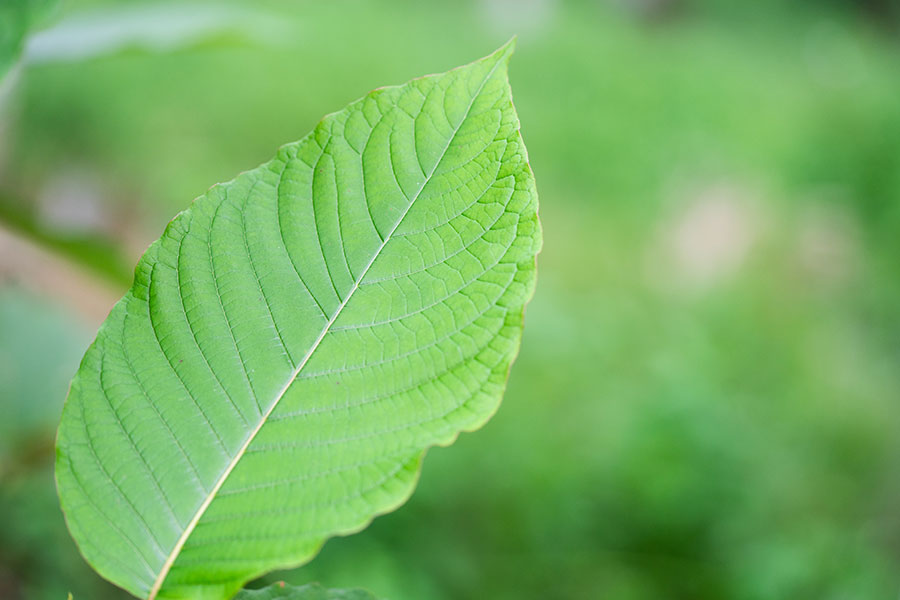 A Kratom Leaf