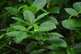 Some spritely Kratom leaves