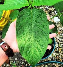 Green Vein Kratom Leaf