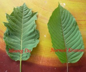 Maeng Da VS Other Kratom