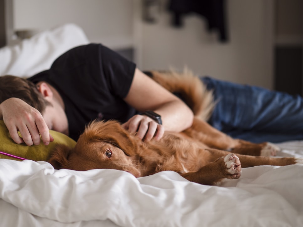 man and dog asleep in bed