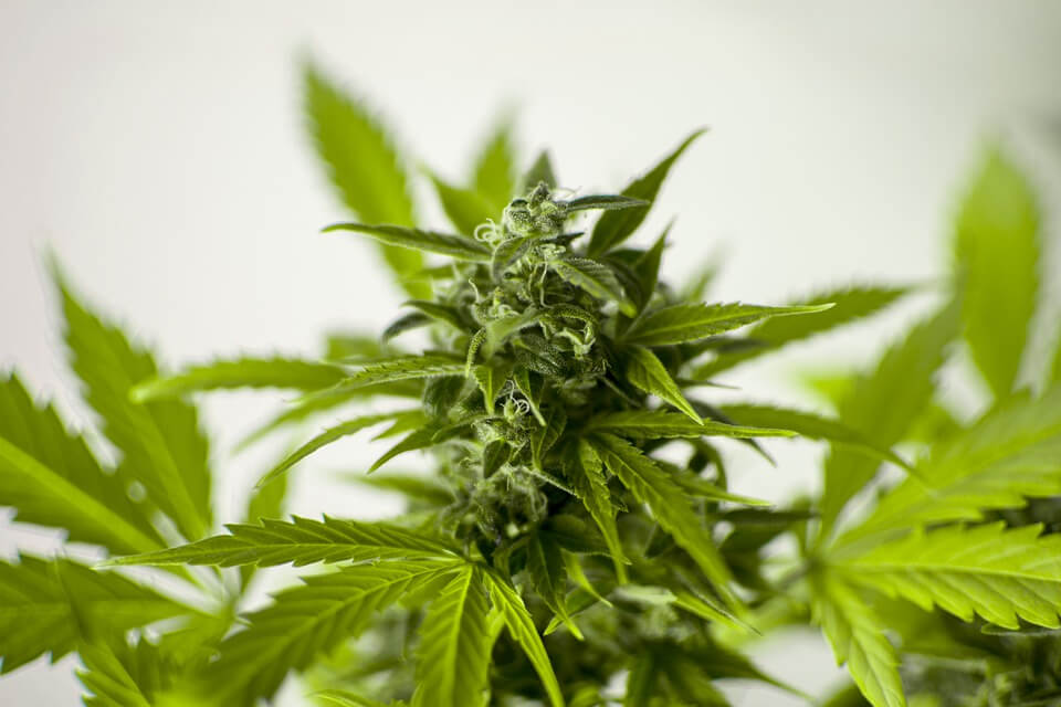 cannabis bud and leaves