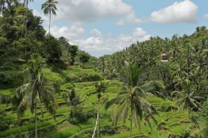 indonesian jungle