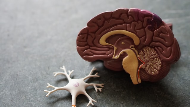 Photo of a model human brain
