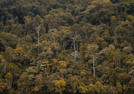 KratomTrees in Forest