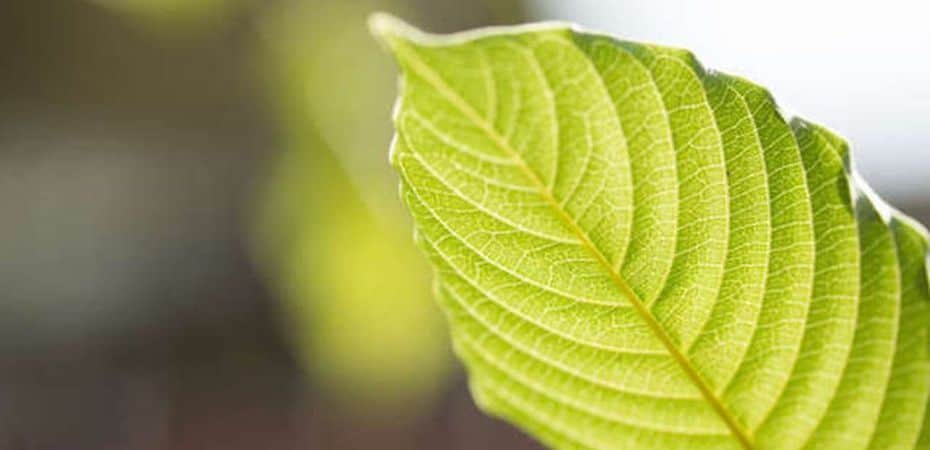 yellow vein kratom leaf