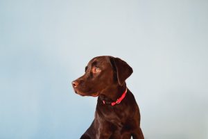 chocolate lab posing