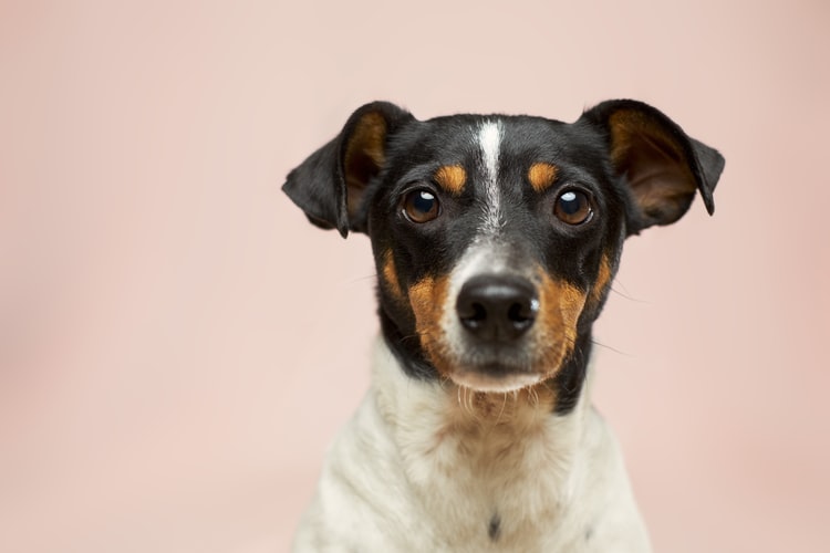 terrier on pink background