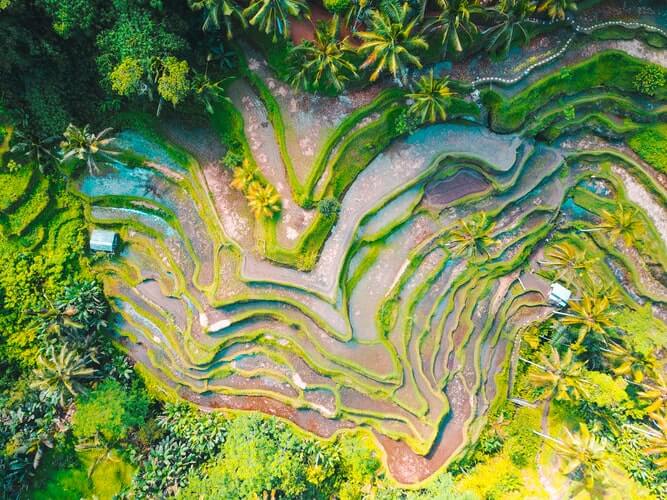 aerial view of tropical agriculture