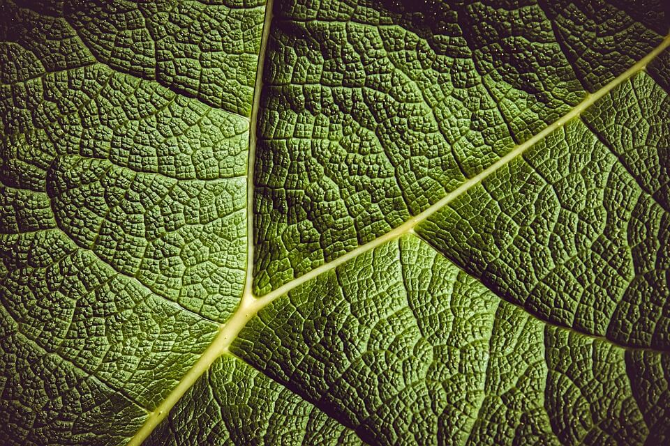 closeup of tropical leaf veins