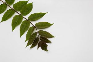 green leaves