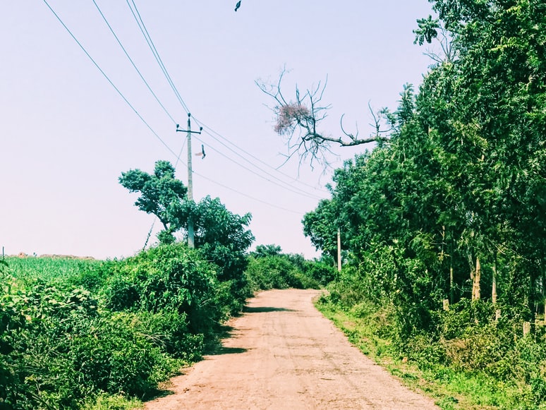 road between trees