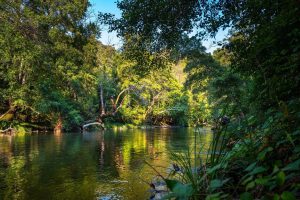 river flowing through a forest