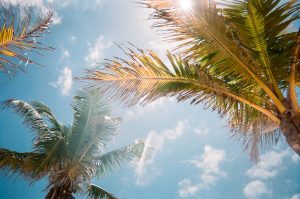 Florida palm trees against a blue sunny sky