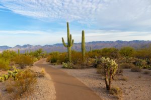 Arizona desert