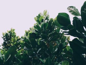 Forest of green leafed plants