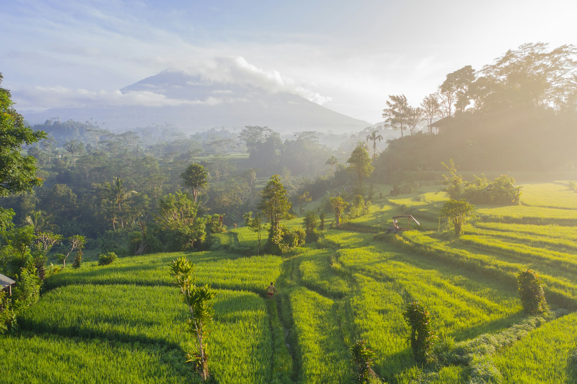 Field in Indonesia