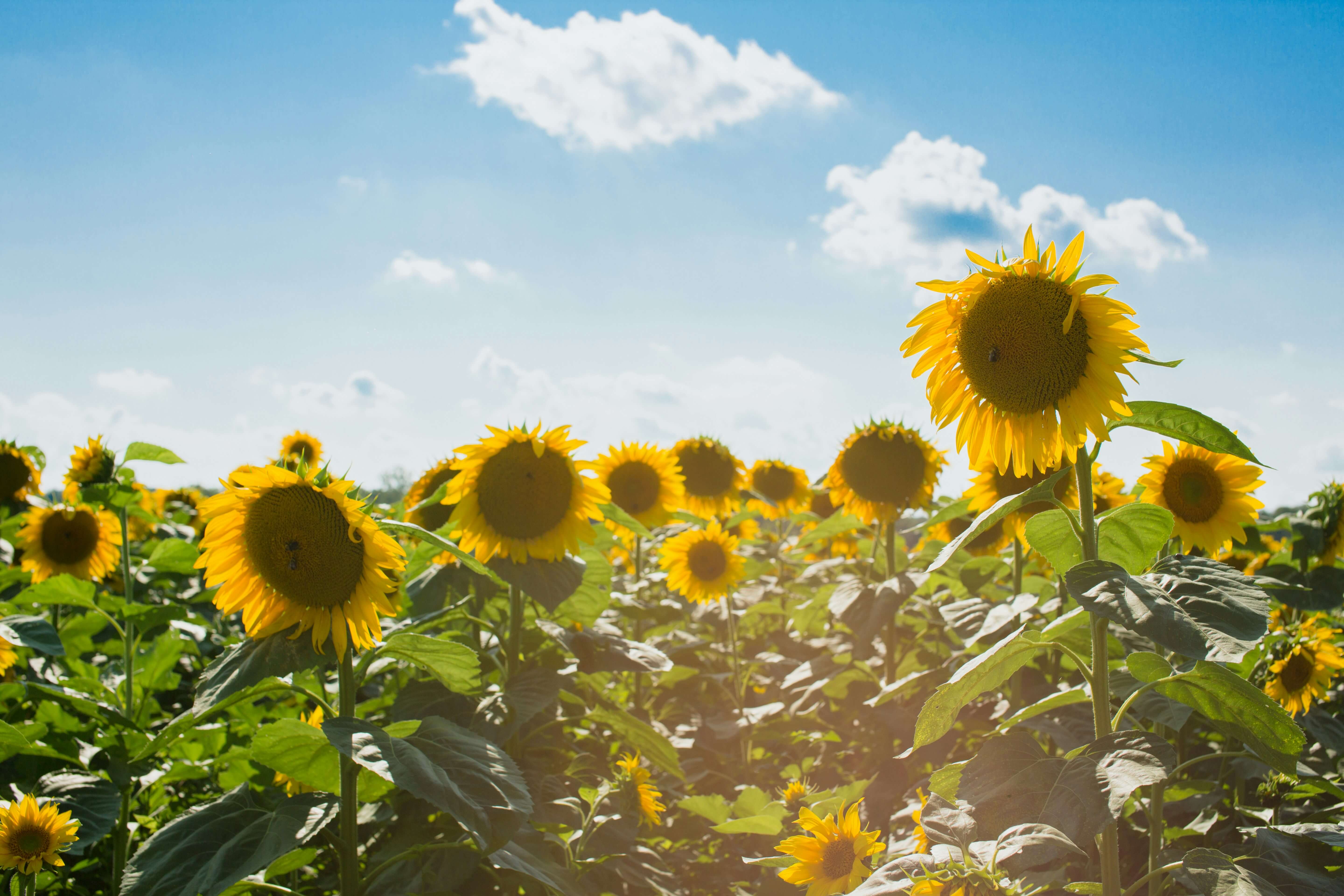 field of sunflowers on sunny day