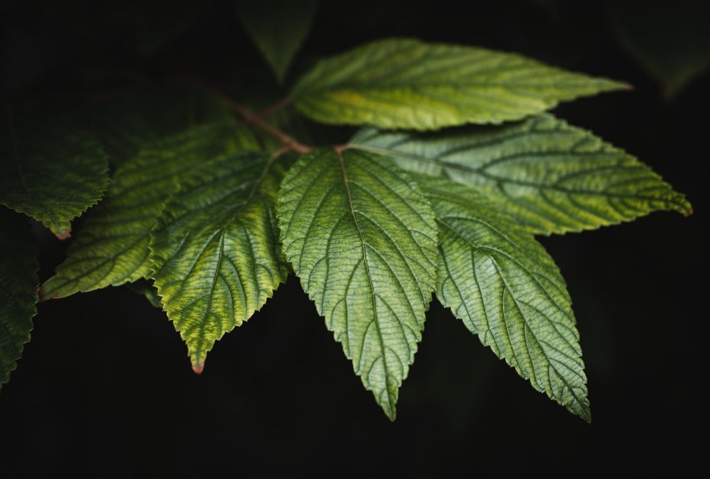 green plant leaves